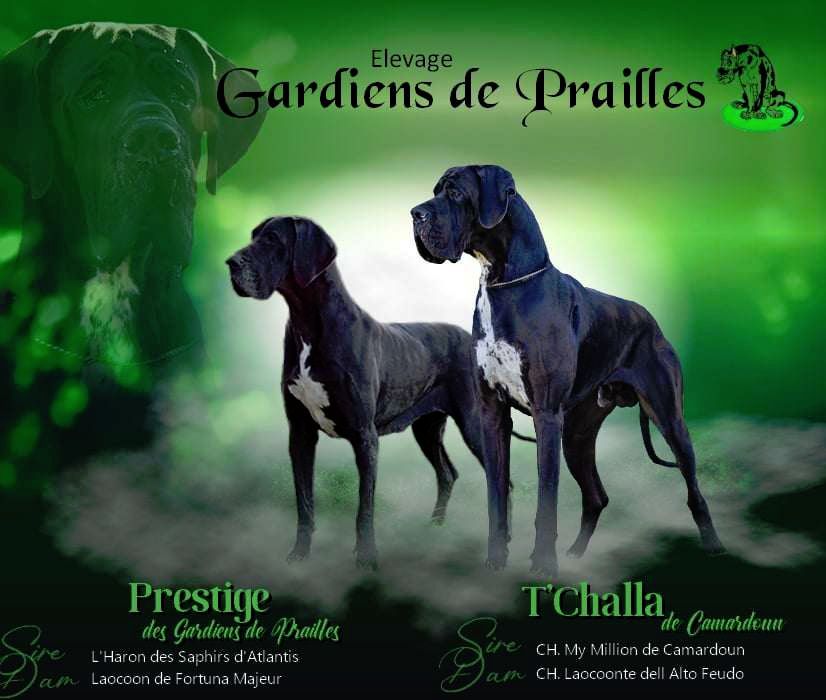 chiot Dogue allemand Des Gardiens De Prailles