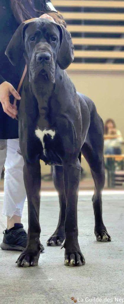 JOLIE CHIENNE DOGUE ALLEMAND