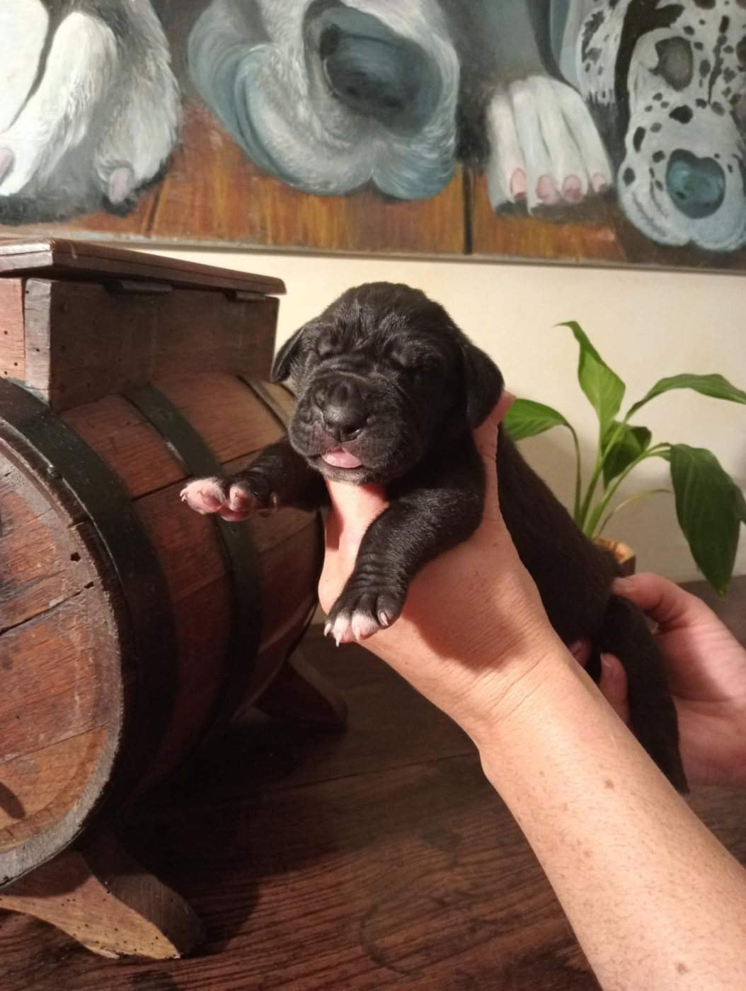 Des Gardiens De Prailles - Chiots disponibles - Dogue allemand