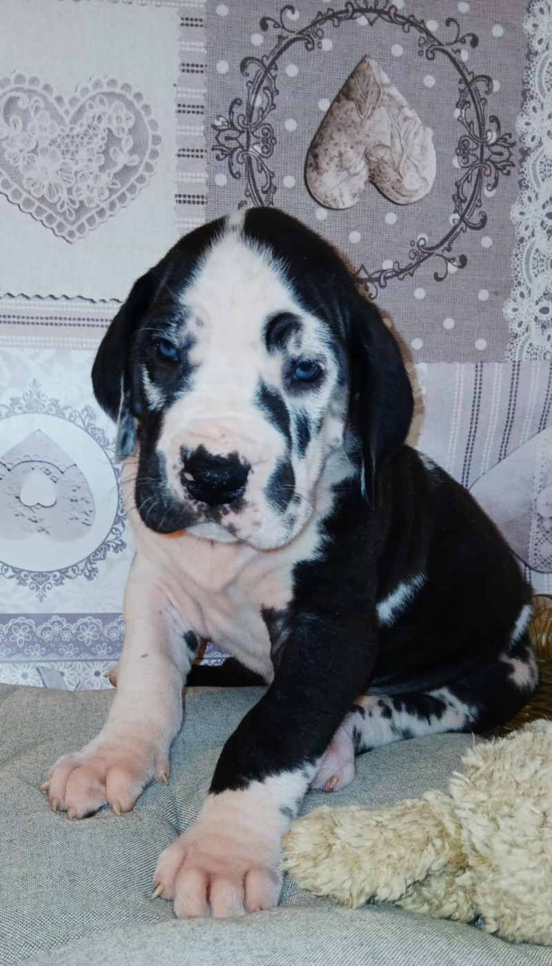 Des Gardiens De Prailles - Chiots disponibles - Dogue allemand