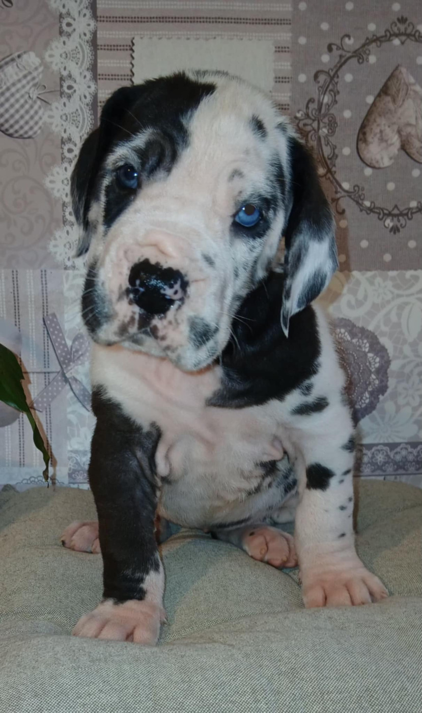 Des Gardiens De Prailles - Chiots disponibles - Dogue allemand