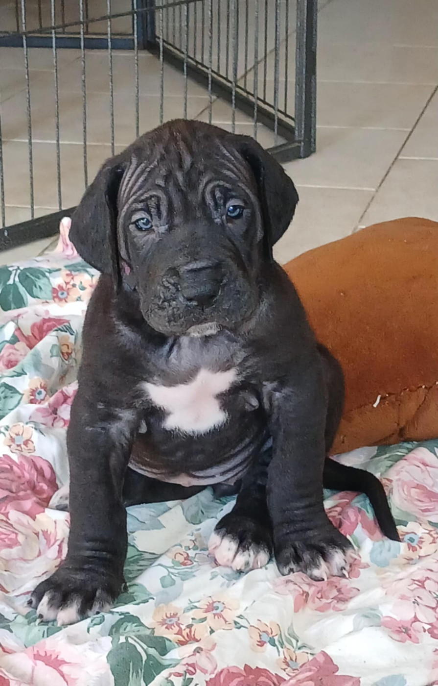Des Gardiens De Prailles - Chiots disponibles - Dogue allemand