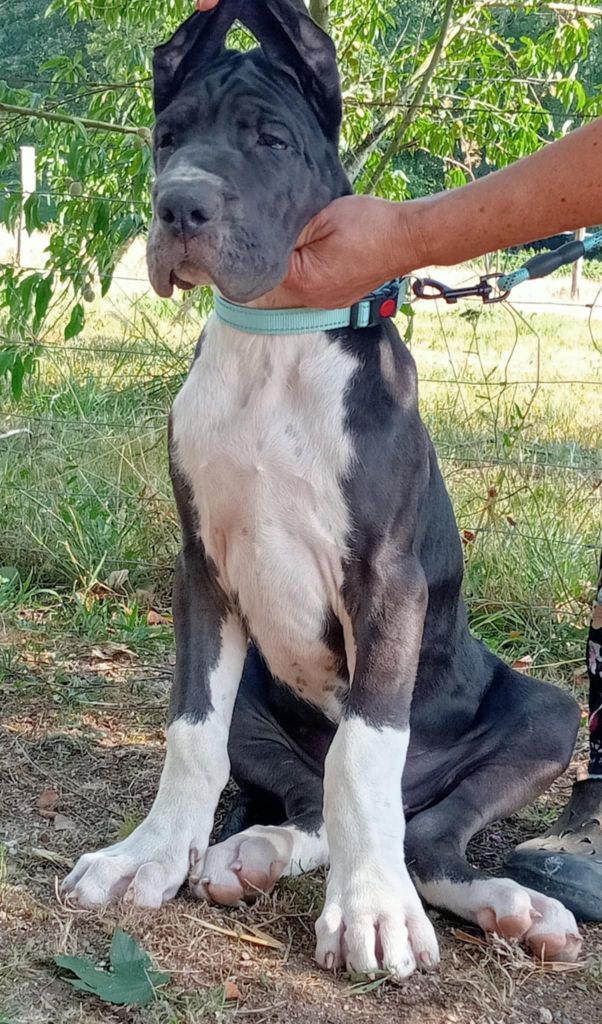 Des Gardiens De Prailles - Chiots disponibles - Dogue allemand